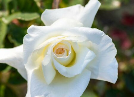 Honor Hybrid Tea Rose
