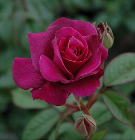 Intrigue Floribunda Rose