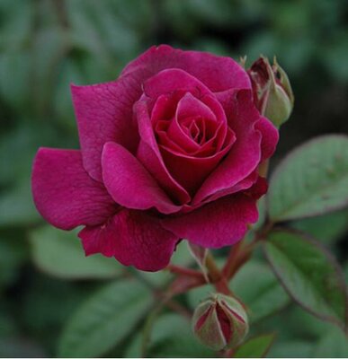 Intrigue Floribunda Rose