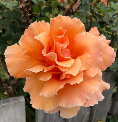 Just Joey Hybrid Tea Rose