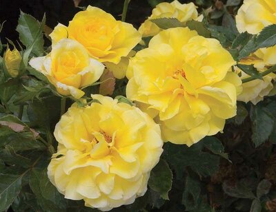 Sunsprite Floribunda Rose