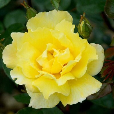 Golden Showers Climbing Rose