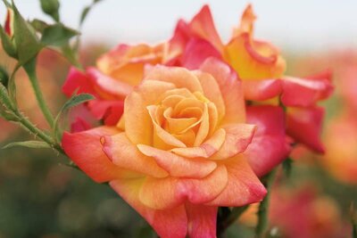 Joseph's Coat Climbing Rose