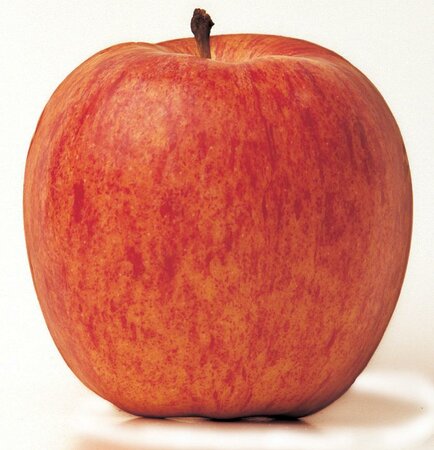 Dwarf (M27) Gala Apple Tree