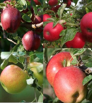 4- WAY COMBO APPLE TREE - image 1