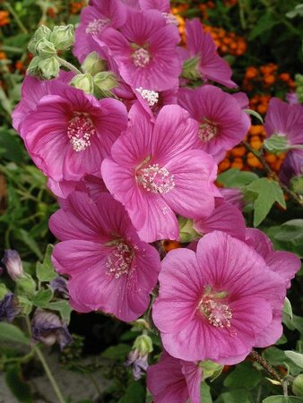 Red Rum Lavatera (Mallow)