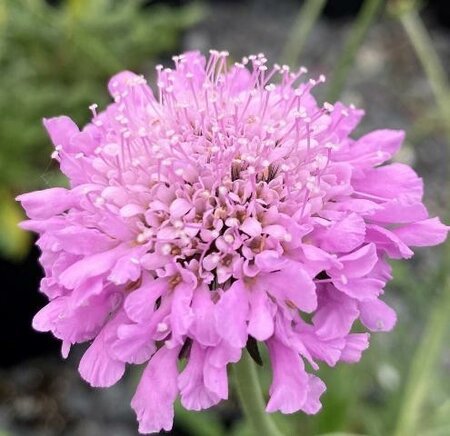 Pink Mist Pincushion Flower (Scabiosa)