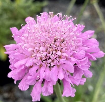Pink Mist Pincushion Flower (Scabiosa)