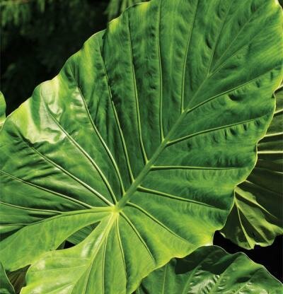 Giant Elephant Ear 'Calidora'