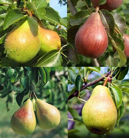 European Pear Tree Combo