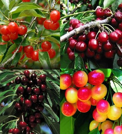 4-Way Combo Cherry Tree