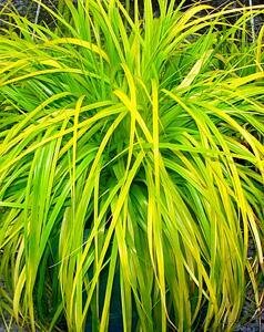 Everillo Sedge Grass
