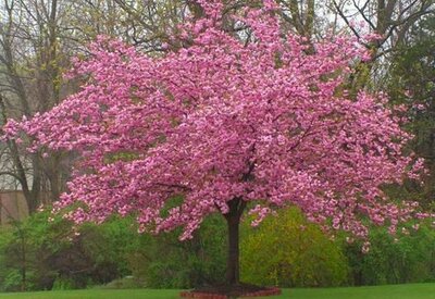 KWANZAN FLOWERING CHERRY - image 2