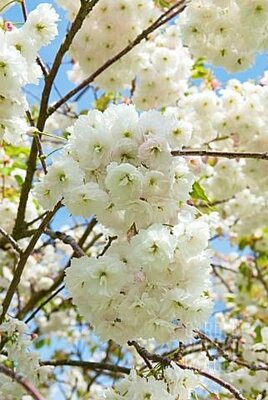 Shogetsu (Blushing Bride) Flowering Cherry