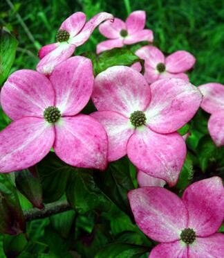 Miss Satomi Japanese Dogwood