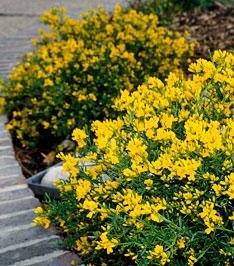 Lemon Spreader (Lydia) Broom