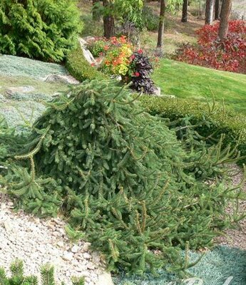 Weeping Norway Spruce