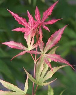 Wakehurst Pink Japanese Maple