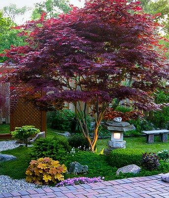 Bloodgood Japanese Maple