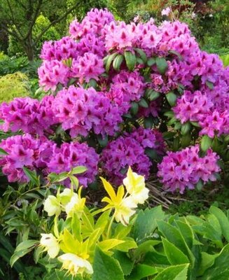 Polarnacht Rhodo
