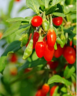 Firecracker Goji Berry