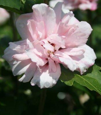 Blushing Bride Hibiscus