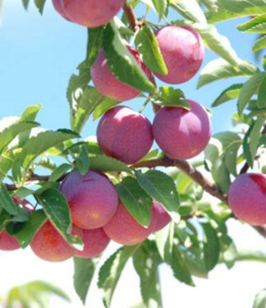 Japanese Toka Plum Tree
