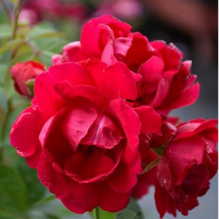Blaze Climbing Rose