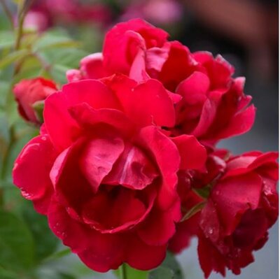 Blaze Climbing Rose