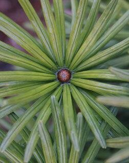 Green Star Umbrella Pine
