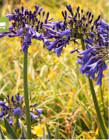 Storm Cloud Agapanthus