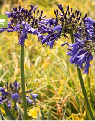 Storm Cloud Agapanthus