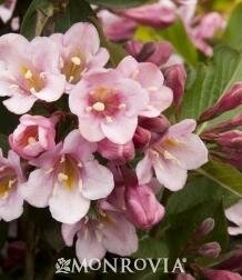 Tango Weigelia
