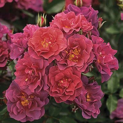Cinco De Mayo Rose