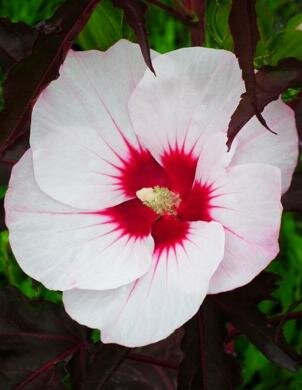 Jolly Heart Carousel Hibiscus