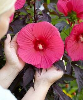 Pink Passion Carousel Hibiscus