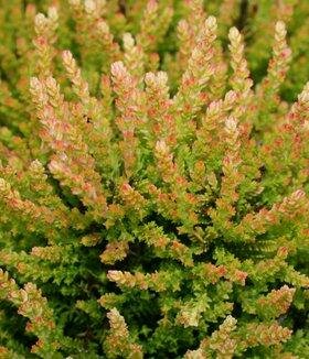 Blazeaway Summer Heather