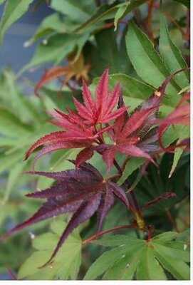 Red Dawn Full Moon Maple
