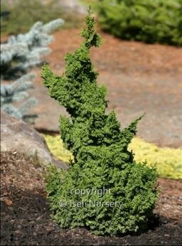 Gemstone Cypress
