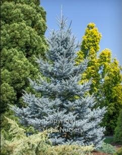 Bonny Blue Blue Spruce