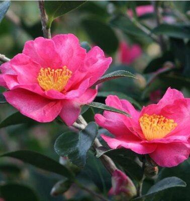 Kanjiro Pink Camellia
