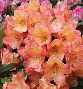 Honey Butter Rhodo