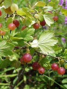 Little Ben Gooseberry