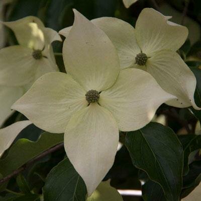 Greensleeves Japanese Dogwood