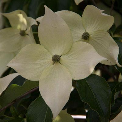 Greensleeves Japanese Dogwood
