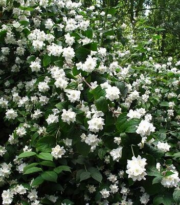 Galahad Mock Orange
