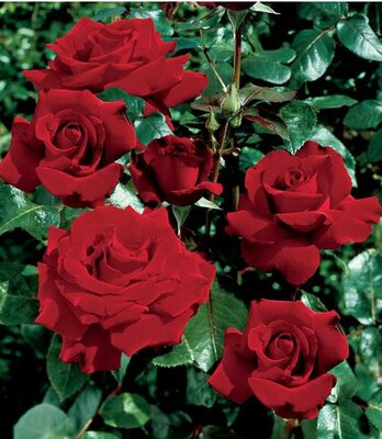 Ingrid Bergman Hybrid Tea Rose