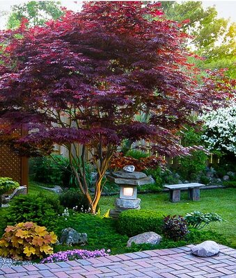 Bloodgood Japanese Maple