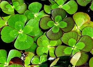 Water Clover