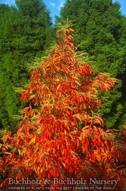 Sourwood - image 2